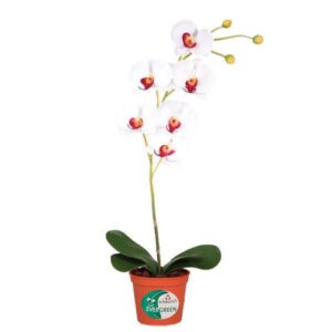 ORCHIDEA orchidea 60 cm
